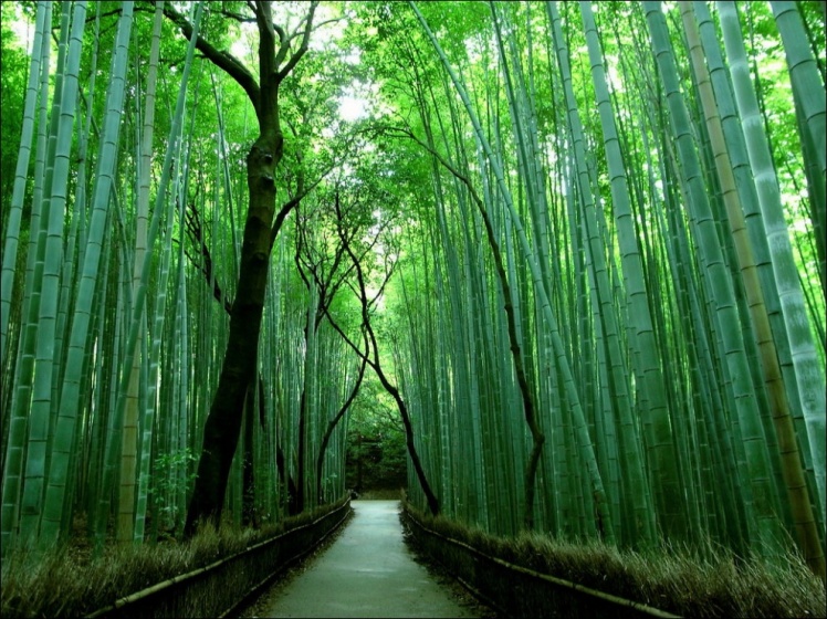 354405-990-1451900249-sagano-bamboo-forest-03
